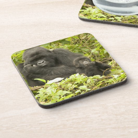 Gorilla, Gorilla beringei (ehemals G. Getränkeuntersetzer (Linke Seite)