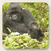 Gorilla, Gorilla beringei (ehemals G. Getränkeuntersetzer (Vorderseite)