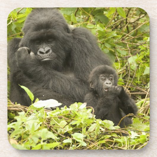 Gorilla, Gorilla beringei (ehemals G. Getränkeuntersetzer (Vorderseite)