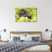 Gorilla, Gorilla beringei (ehemals G. Leinwanddruck (Insitu (Schlafzimmer))