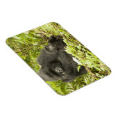 Gorilla, Gorilla beringei (ehemals G. Magnet (Rechte Seite)