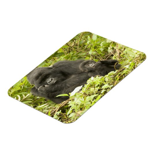 Gorilla, Gorilla beringei (ehemals G. Magnet (Linke Seite)