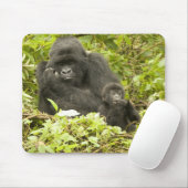 Gorilla, Gorilla beringei (ehemals G. Mousepad (Mit Mouse)