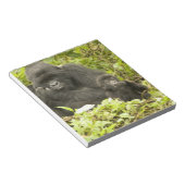 Gorilla, Gorilla beringei (ehemals G. Notizblock (angewinkelt)