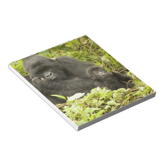 Gorilla, Gorilla beringei (ehemals G. Notizblock (angewinkelt)