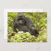 Gorilla, Gorilla beringei (ehemals G. Postkarte (Vorne/Hinten)