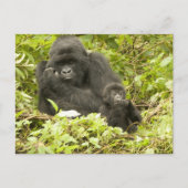Gorilla, Gorilla beringei (ehemals G. Postkarte (Vorderseite)