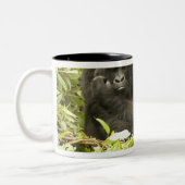 Gorilla, Gorilla beringei (ehemals G. Zweifarbige Tasse (Links)