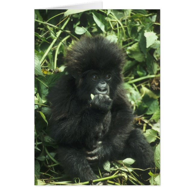 Gorilla (Gorilla gorilla beringei) (Vorne)