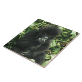 Gorilla (Gorilla gorilla beringei) Fliese (Seite)