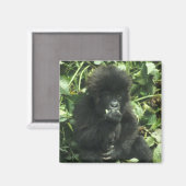 Gorilla (Gorilla gorilla beringei) Magnet (Vorderseite/Rückseite)