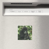 Gorilla (Gorilla gorilla beringei) Magnet (In Situ (Geschirrspüler))