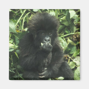 Gorilla (Gorilla gorilla beringei) Magnet