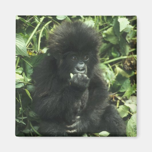 Gorilla (Gorilla gorilla beringei) Magnet (Vorne)