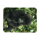 Gorilla (Gorilla gorilla beringei) Magnet (Horizontal)