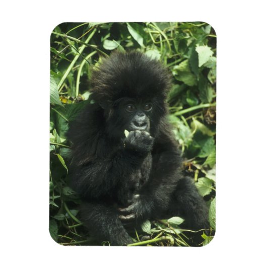 Gorilla (Gorilla gorilla beringei) Magnet (Vertikal)
