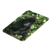 Gorilla (Gorilla gorilla beringei) Magnet (Linke Seite)