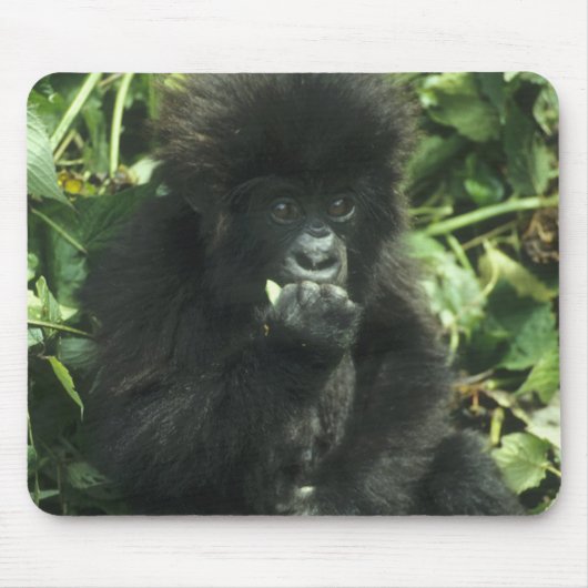 Gorilla (Gorilla gorilla beringei) Mousepad (Vorne)