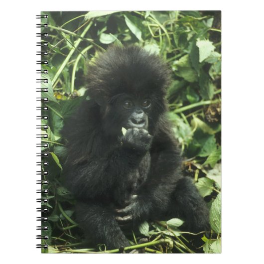 Gorilla (Gorilla gorilla beringei) Notizblock (Vorderseite)
