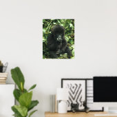 Gorilla (Gorilla gorilla beringei) Poster (Heimbüro)