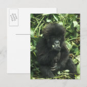 Gorilla (Gorilla gorilla beringei) Postkarte (Vorne/Hinten)