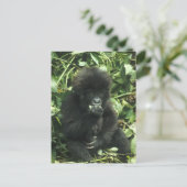 Gorilla (Gorilla gorilla beringei) Postkarte (Stehend Vorderseite)