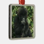 Gorilla (Gorilla gorilla beringei) Silbernes Ornament (Rechts)