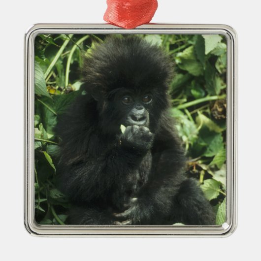 Gorilla (Gorilla gorilla beringei) Silbernes Ornament (Vorne)
