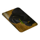 Gorilla Grace - Realistisches Tierportrait Magnet (Rechte Seite)
