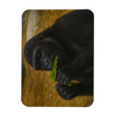 Gorilla Grace - Realistisches Tierportrait Magnet (Vertikal)