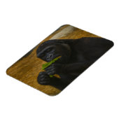 Gorilla Grace - Realistisches Tierportrait Magnet (Linke Seite)