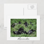 Gorilla-Gruppe, weiße Grenz-Postkarte Postkarte (Vorne/Hinten)