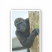 Gorilla hinter dem Baum Aufkleber (Vorderseite)