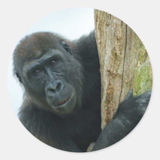Gorilla hinter dem Baum Runder Aufkleber (Vorderseite)