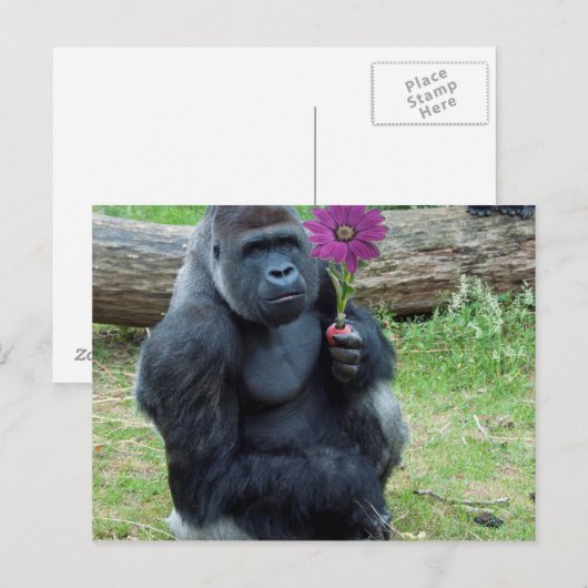 Gorilla Holding Blume Postkarte (Vorne/Hinten)