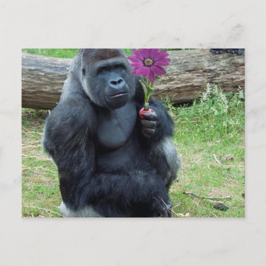 Gorilla Holding Blume Postkarte (Vorderseite)