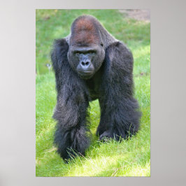 Gorilla im Dschungel Poster