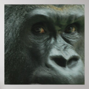 Gorilla im Nebelposter Poster