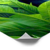 GORILLA IM RAINFORSTEN 7 POSTER (Ecke)