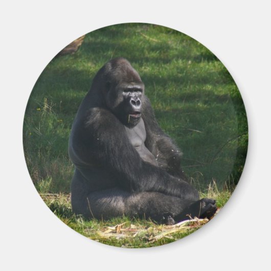 Gorilla im Sun-Magneten Magnet (Vorne)