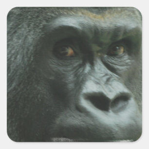 Gorilla in den Nebel-Aufklebern Quadratischer Aufkleber