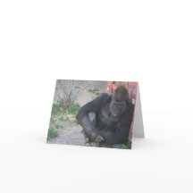 Gorilla in der Sonne