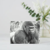 Gorilla in Schwarz und Weiß Postkarte (Stehend Vorderseite)