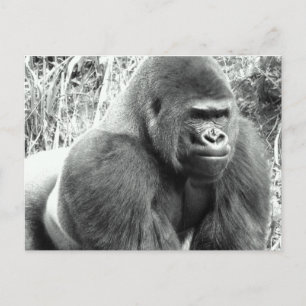 Gorilla in Schwarz und Weiß Postkarte