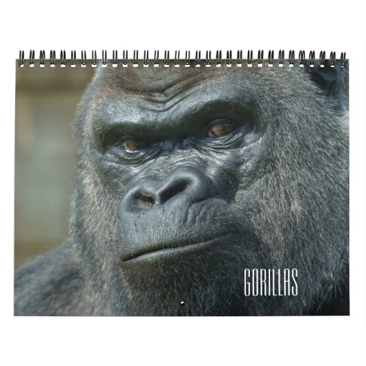 Gorilla-Kalender 2026 Kalender (Titelbild)