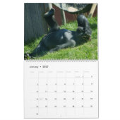 Gorilla-Kalender 2026 Kalender (Jan 2027)