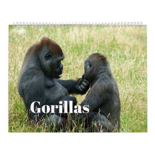 Gorilla-Kalender 2026 Kalender (Titelbild)