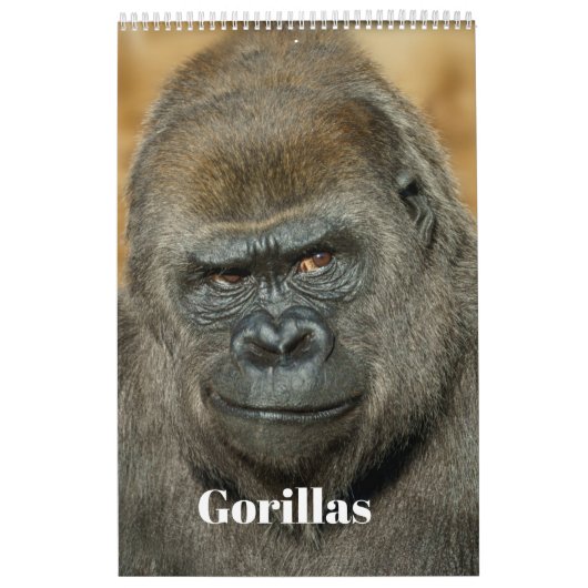 Gorilla-Kalender 2026 Kalender (Titelbild)
