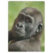 Gorilla Klemmbrett (Rückseite)