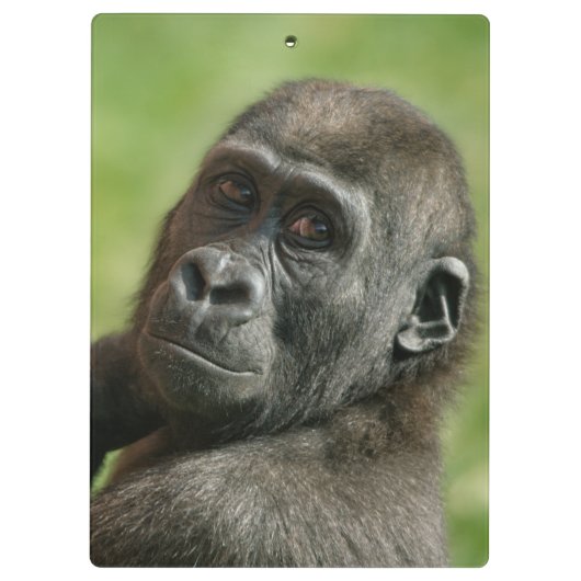 Gorilla Klemmbrett (Rückseite)